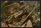 Adder, Common Viper, Vipera berus Location: Twente, the Netherlands adder MG 8469 kopie